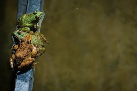 Common frog or green frog, Pelophylax perezi, sunbathing. Madrid, Spain Stock Photos