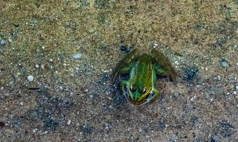 Common frog or green frog, Pelophylax perezi, sunbathing. Madrid, Spain Stock Photos
