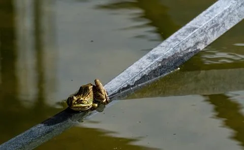 Common frog or green frog, Pelophylax perezi, sunbathing. Madrid, Spain Stock Photos