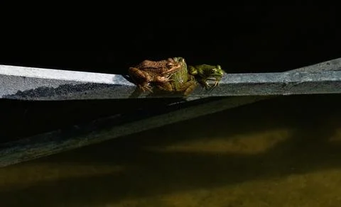 Common frog or green frog, Pelophylax perezi, sunbathing. Madrid, Spain Stock Photos