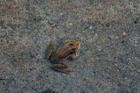 Common frog or green frog, Pelophylax perezi, sunbathing. Madrid, Spain Stock Photos
