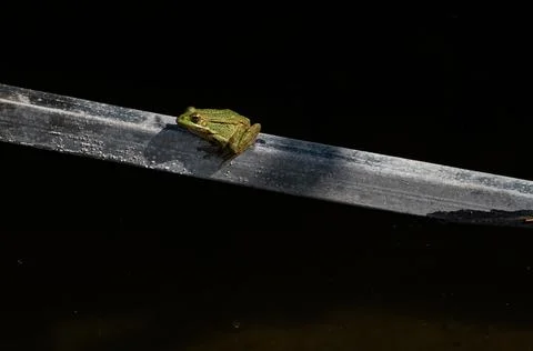 Common frog or green frog, Pelophylax perezi, sunbathing. Madrid, Spain Stock Photos