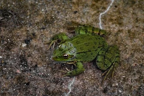 Common frog or green frog, Pelophylax perezi, sunbathing. Madrid, Spain Stock Photos