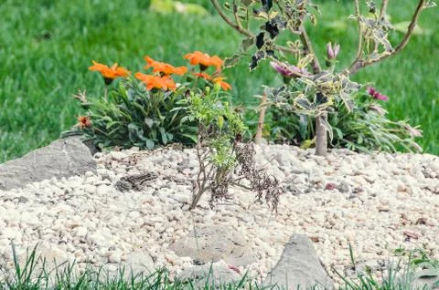 Common frog over the small rocks in the garden, flowers and grass Stock Photos