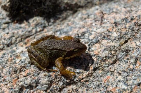 Common frog over a stone Stockfoto's