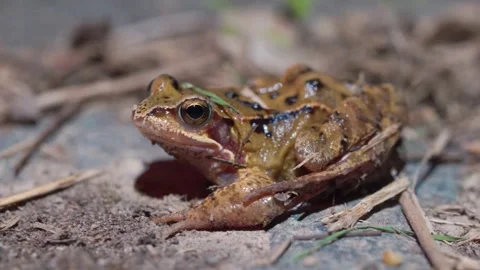 Common Frog Pauses on Dirt and Gravel Edge Showing Speckled Pattern and Moist Stock Footage 333263275