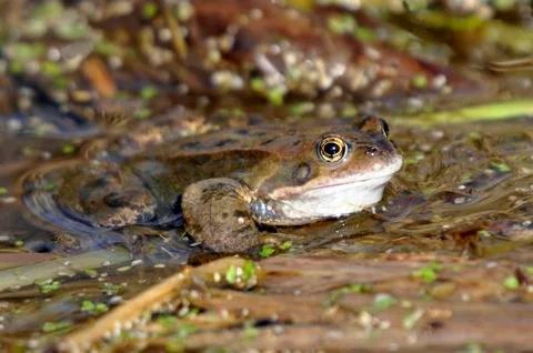 Common Frog Stock Photos