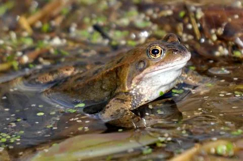 Common Frog Stock Photos