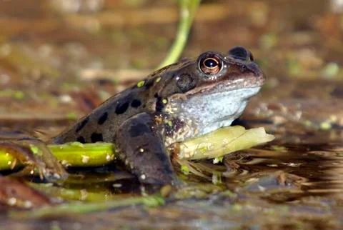 Common Frog Stock Photos