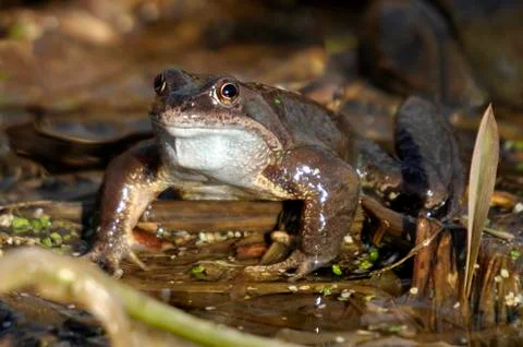 Common Frog Stock Photos
