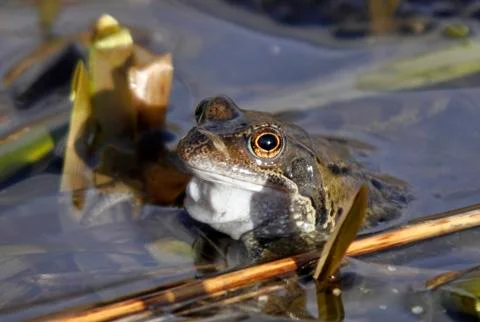 Common Frog Stock Photos