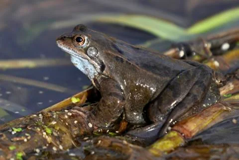 Common Frog Stock Photos