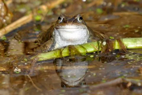Common Frog Stock Photos