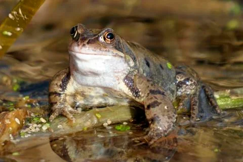 Common Frog Foto stock