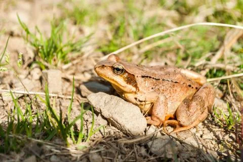 Common frog Stock Photos
