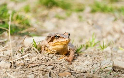Common frog Stock Photos