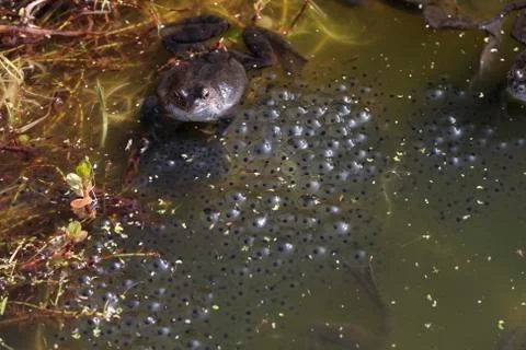 Common frog Stock Photos