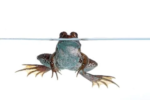 Common frog Stock Photos