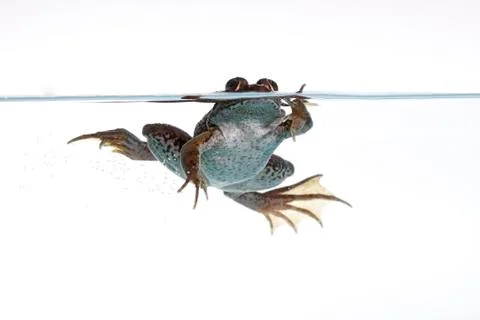 Common frog Stock Photos