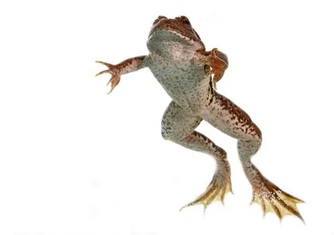 Common frog 스톡 사진