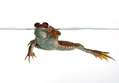 Common frog Stock Photos