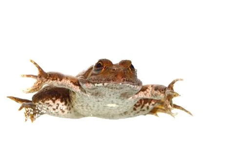 Common frog Foto stock