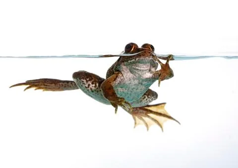 Common frog Stock Photos