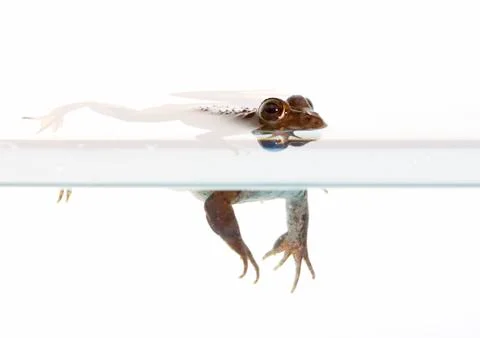 Common frog Stock Photos