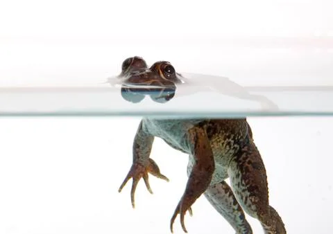 Common frog Stock Photos