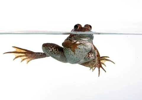 Common frog Stock Photos