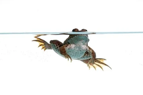 Common frog Stock Photos