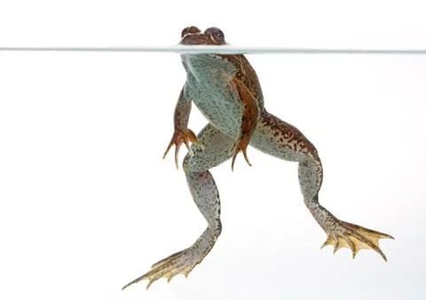 Common frog Stock Photos