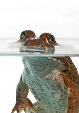 Common frog Stock Photos