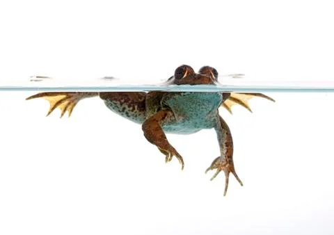 Common frog Stock Photos