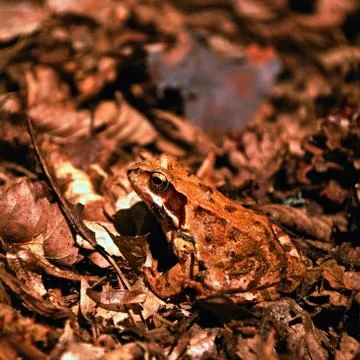 Common frog Stock-Fotos