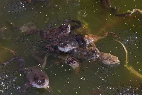 Common frog Stock Photos