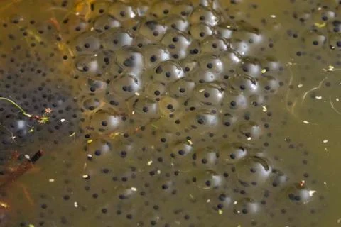 Common frog Stock Photos