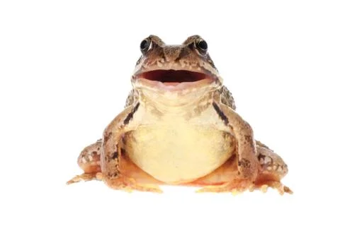 Common frog Stock Photos