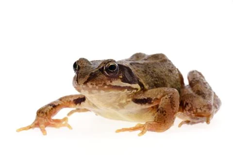 Common frog Stock Photos