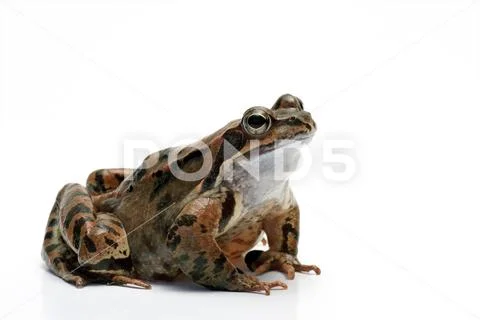 Common frog Stock Photos