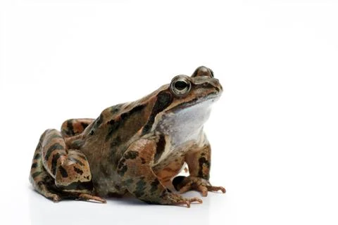 Common frog Stock Photos