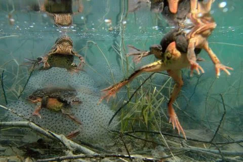 Common frog Foto stock