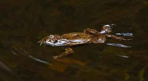 Common Frog Фото