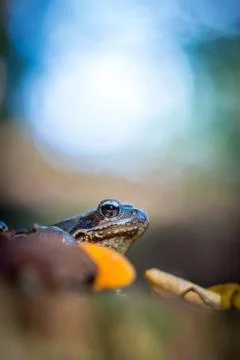 The common frog Foto stock