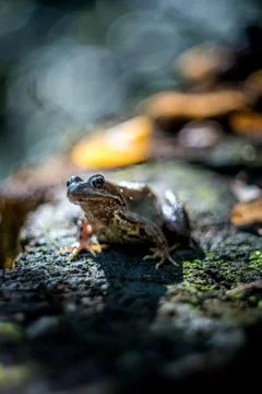 The common frog Foto stock