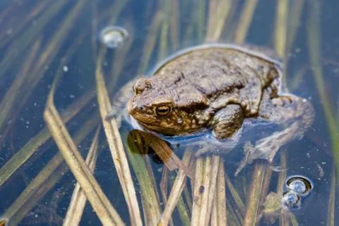 Common frog Stock Photos