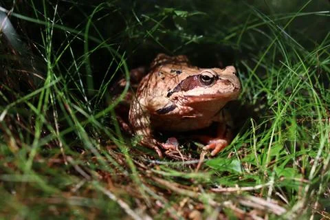 Common frog Stock Photos