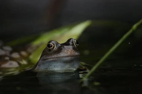Common Frog Stock Photos
