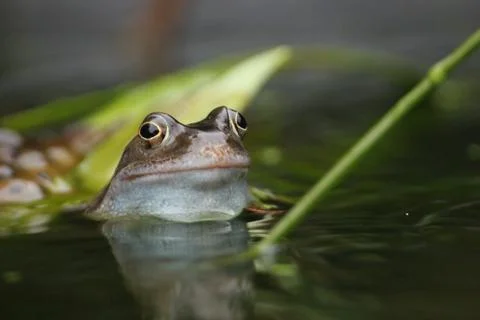 Common Frog Stock Photos