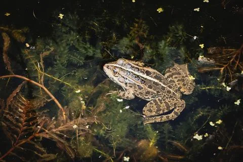 Common frog in a pond. Close up view of a common frog Stock Photos